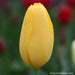 Tulip Bulbs ,big smile ,Single Late, FALL PLANTING - Caribbean garden seed