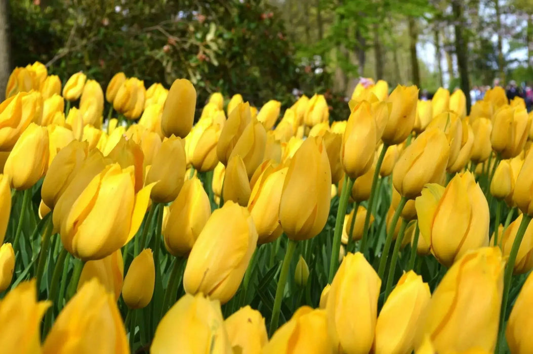 Tulip Bulbs ,big smile ,Single Late, FALL PLANTING - Caribbean garden seed