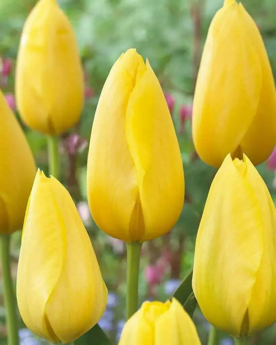 Tulip Bulbs ,big smile ,Single Late, FALL PLANTING - Caribbean garden seed