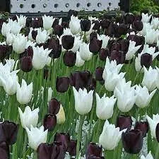 Tulip Bulbs ,BLACK & WHITE COOKIE MIXED  (Single Late) fall planting - Caribbean garden seed