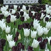 Tulip Bulbs ,BLACK & WHITE COOKIE MIXED  (Single Late) fall planting - Caribbean garden seed