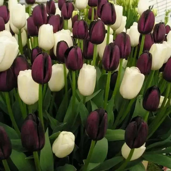Tulip Bulbs ,BLACK & WHITE COOKIE MIXED  (Single Late) fall planting - Caribbean garden seed