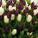 Tulip Bulbs ,BLACK & WHITE COOKIE MIXED  (Single Late) fall planting - Caribbean garden seed