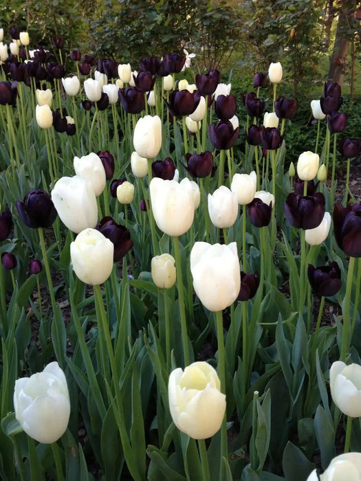 Tulip Bulbs ,BLACK & WHITE COOKIE MIXED  (Single Late) fall planting - Caribbean garden seed