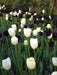 Tulip Bulbs ,BLACK & WHITE COOKIE MIXED  (Single Late) fall planting - Caribbean garden seed