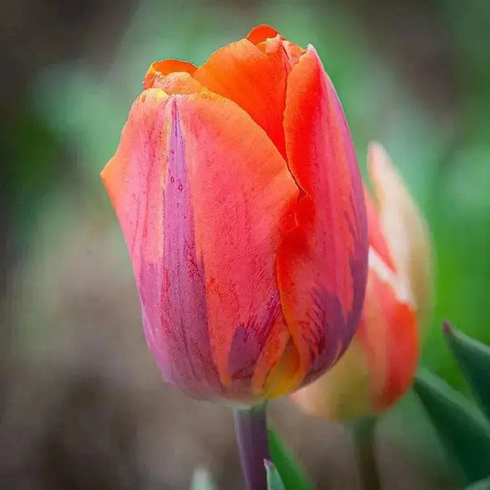 Tulip Bulbs hermitage /12/+cm, ( Single  Late) SPRING FLOWERS - Caribbean garden seed