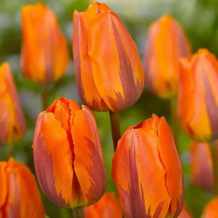 Tulip Bulbs hermitage /12/+cm, ( Single  Late) SPRING FLOWERS - Caribbean garden seed