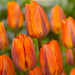 Tulip Bulbs hermitage /12/+cm, ( Single  Late) SPRING FLOWERS - Caribbean garden seed