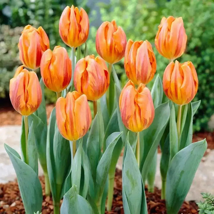 Tulip Bulbs hermitage /12/+cm, ( Single  Late) SPRING FLOWERS - Caribbean garden seed