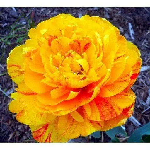 Tulip Bulbs - Double SUNLOVER ,FALL PLANTING, - Caribbean garden seed