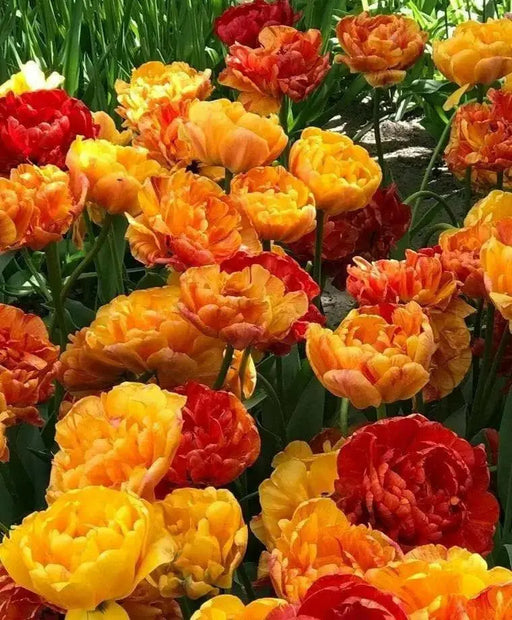 Tulip Bulbs - Double SUNLOVER ,FALL PLANTING, - Caribbean garden seed