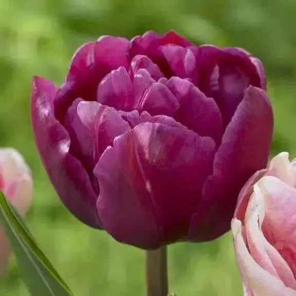 Tulip Bulbs - Double Early Margarita,12+cm, - Caribbean garden seed