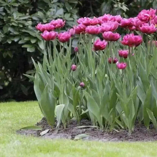 Tulip Bulbs - Double Early Margarita,12+cm, - Caribbean garden seed
