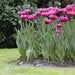 Tulip Bulbs - Double Early Margarita,12+cm, - Caribbean garden seed