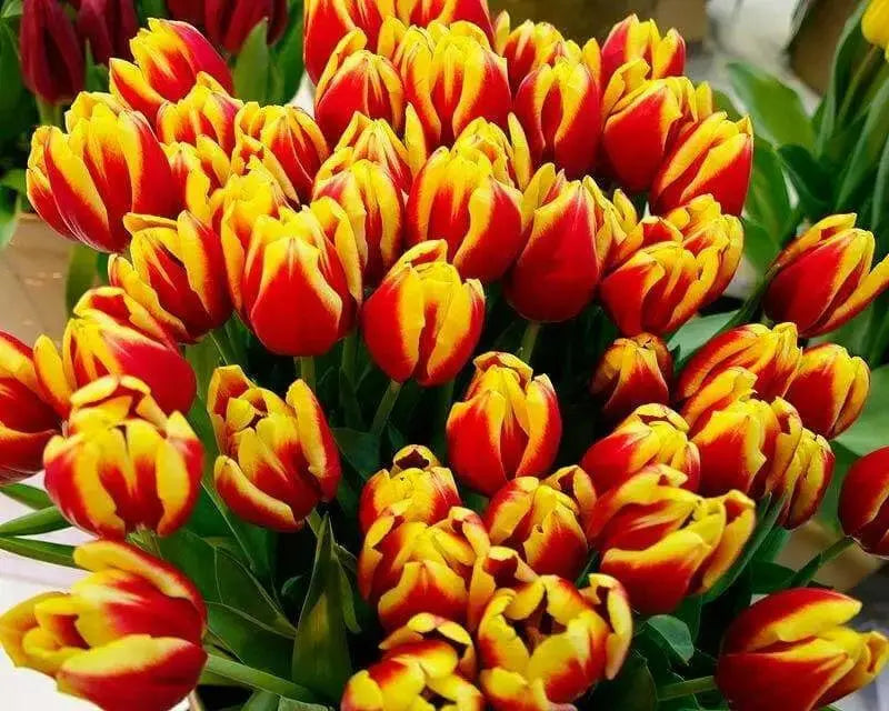 Tulip Bulbs ,Dow Jones ,Single Late, Shipping Now - Caribbean garden seed