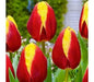 Tulip Bulbs ,Dow Jones ,Single Late, Shipping Now - Caribbean garden seed