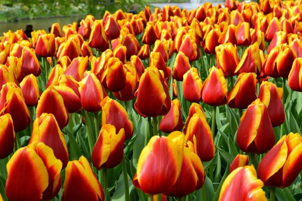 Tulip Bulbs ,Dow Jones ,Single Late, Shipping Now - Caribbean garden seed