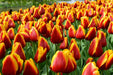 Tulip Bulbs ,Dow Jones ,Single Late, Shipping Now - Caribbean garden seed
