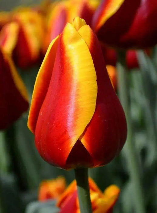 Tulip Bulbs ,Dow Jones ,Single Late, Shipping Now - Caribbean garden seed
