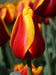 Tulip Bulbs ,Dow Jones ,Single Late, Shipping Now - Caribbean garden seed