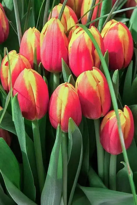 Tulip Bulbs ,Dow Jones ,Single Late, Shipping Now - Caribbean garden seed