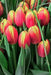 Tulip Bulbs ,Dow Jones ,Single Late, Shipping Now - Caribbean garden seed