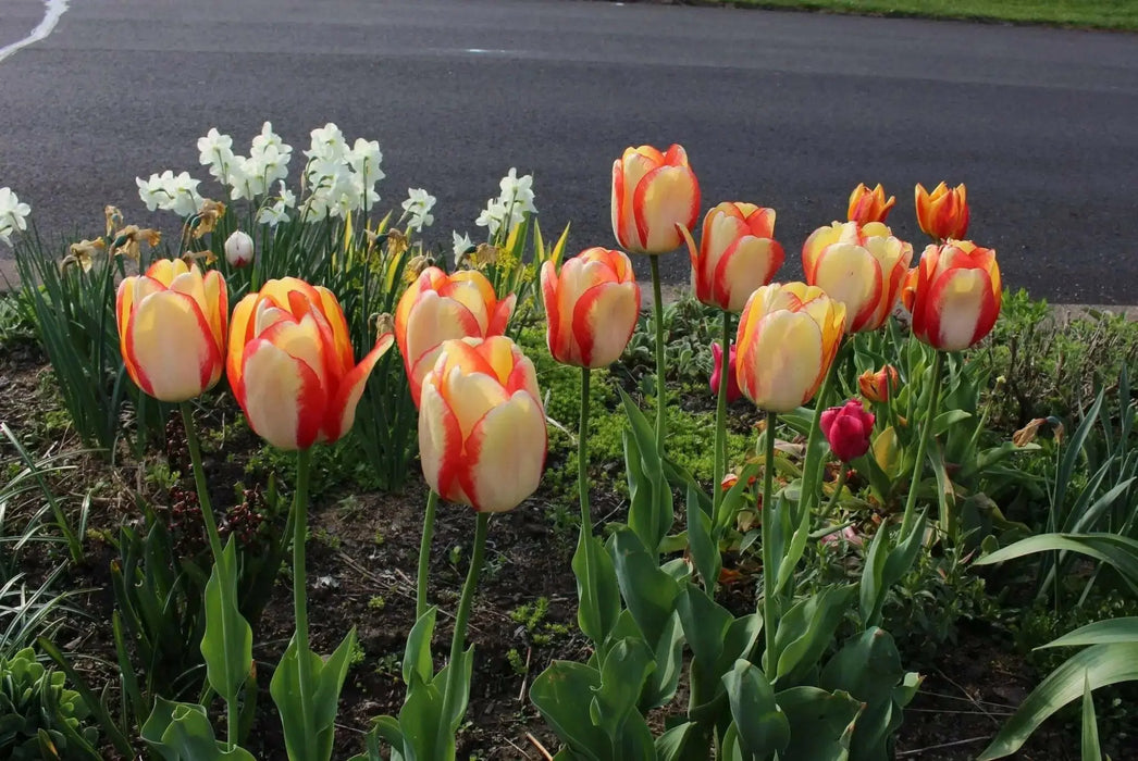 Tulip Bulbs Darwin Hybrid "Beauty of Spring", ,Great for Bouquets - Caribbean garden seed
