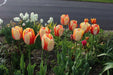 Tulip Bulbs Darwin Hybrid "Beauty of Spring", ,Great for Bouquets - Caribbean garden seed