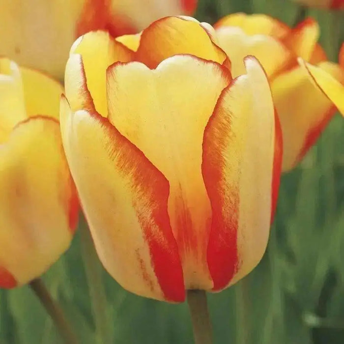 Tulip Bulbs Darwin Hybrid "Beauty of Spring", ,Great for Bouquets - Caribbean garden seed