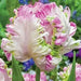 Tulip BULBS ,WEBBER Parrot, Fall Planting - Caribbean garden seed