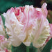 Tulip BULBS ,WEBBER Parrot, Fall Planting - Caribbean garden seed