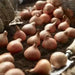 Tulip BULBS ,WEBBER Parrot, Fall Planting - Caribbean garden seed