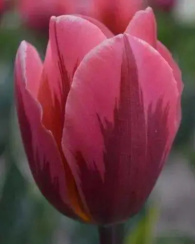 TULIP Bulbs ,Pretty Princess ,long stems.beds,landscaping ,Cut Flowers - Caribbean garden seed
