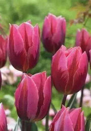 TULIP Bulbs ,Pretty Princess ,long stems.beds,landscaping ,Cut Flowers - Caribbean garden seed