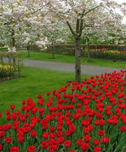 Tulip Bulbs, Bastogne -Fall Planting/ bloom Late spring - Caribbean garden seed