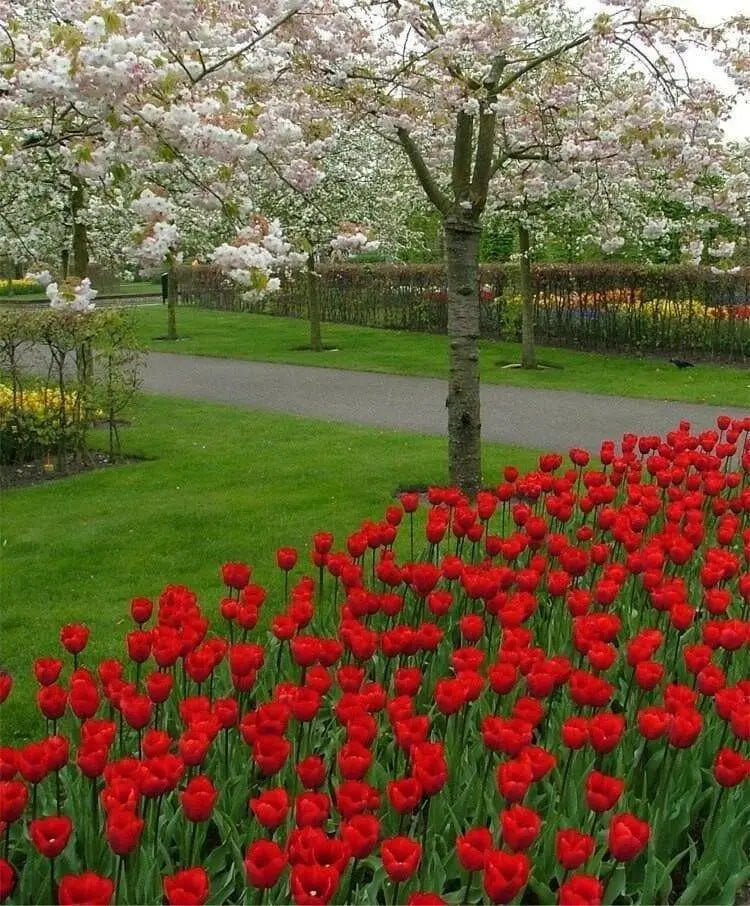Tulip Bulbs, Bastogne -Fall Planting/ bloom Late spring - Caribbean garden seed