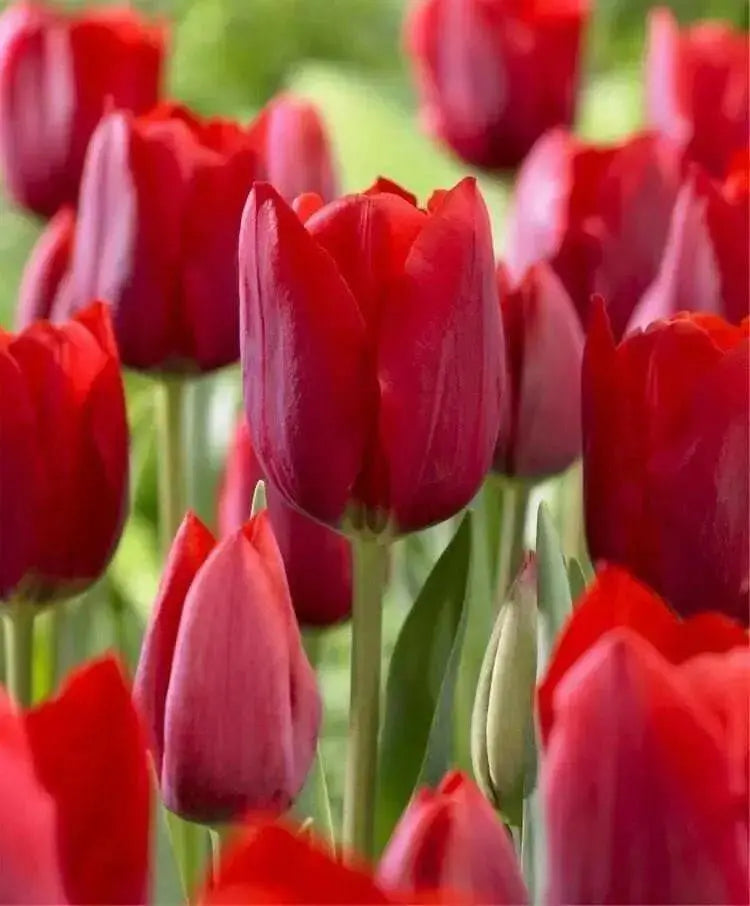 Tulip Bulbs, Bastogne -Fall Planting/ bloom Late spring - Caribbean garden seed