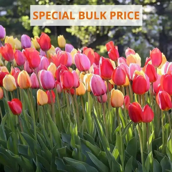 Tulip BULBS ,Long Lasting Mix, ,Now shipping ! - Caribbean garden seed