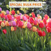 Tulip BULBS ,Long Lasting Mix, ,Now shipping ! - Caribbean garden seed