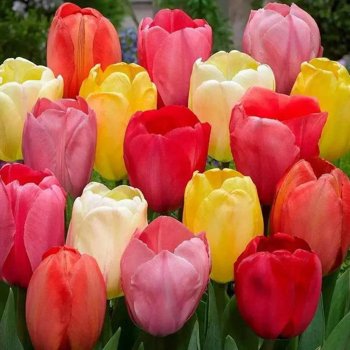 Tulip BULBS ,Long Lasting Mix, ,Now shipping ! - Caribbean garden seed
