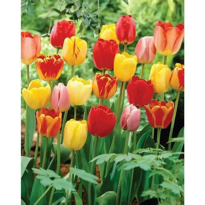 Tulip BULBS ,Long Lasting Mix, ,Now shipping ! - Caribbean garden seed