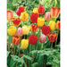 Tulip BULBS ,Long Lasting Mix, ,Now shipping ! - Caribbean garden seed