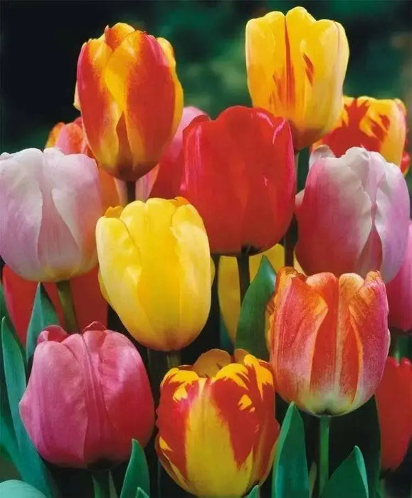 Tulip BULBS ,Long Lasting Mix, ,Now shipping ! - Caribbean garden seed