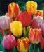 Tulip BULBS ,Long Lasting Mix, ,Now shipping ! - Caribbean garden seed