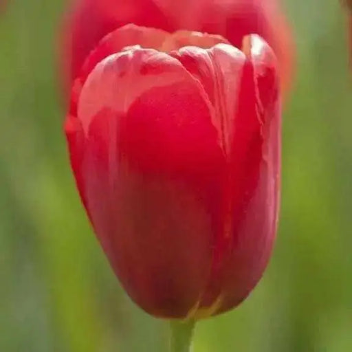 Tulip Bulbs, (Single Late) 'Sky High Scarlet',Huge, red, fall-bulbs - Caribbean garden seed