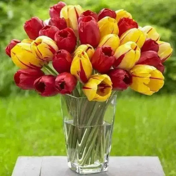 Tulip Bulbs, (Single Late) 'Sky High Scarlet',Huge, red, fall-bulbs - Caribbean garden seed