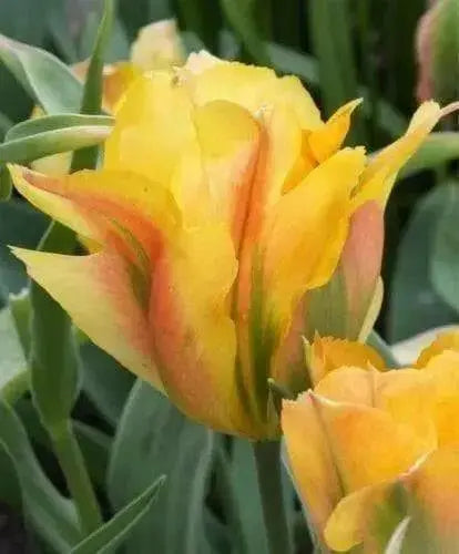 TULIP BULBS, "Golden Artist" Fall Planting Bulbs.! - Caribbean garden seed