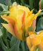 TULIP BULBS, "Golden Artist" Fall Planting Bulbs.! - Caribbean garden seed