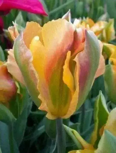 TULIP BULBS, "Golden Artist" Fall Planting Bulbs.! - Caribbean garden seed