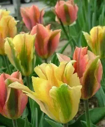 TULIP BULBS, "Golden Artist" Fall Planting Bulbs.! - Caribbean garden seed